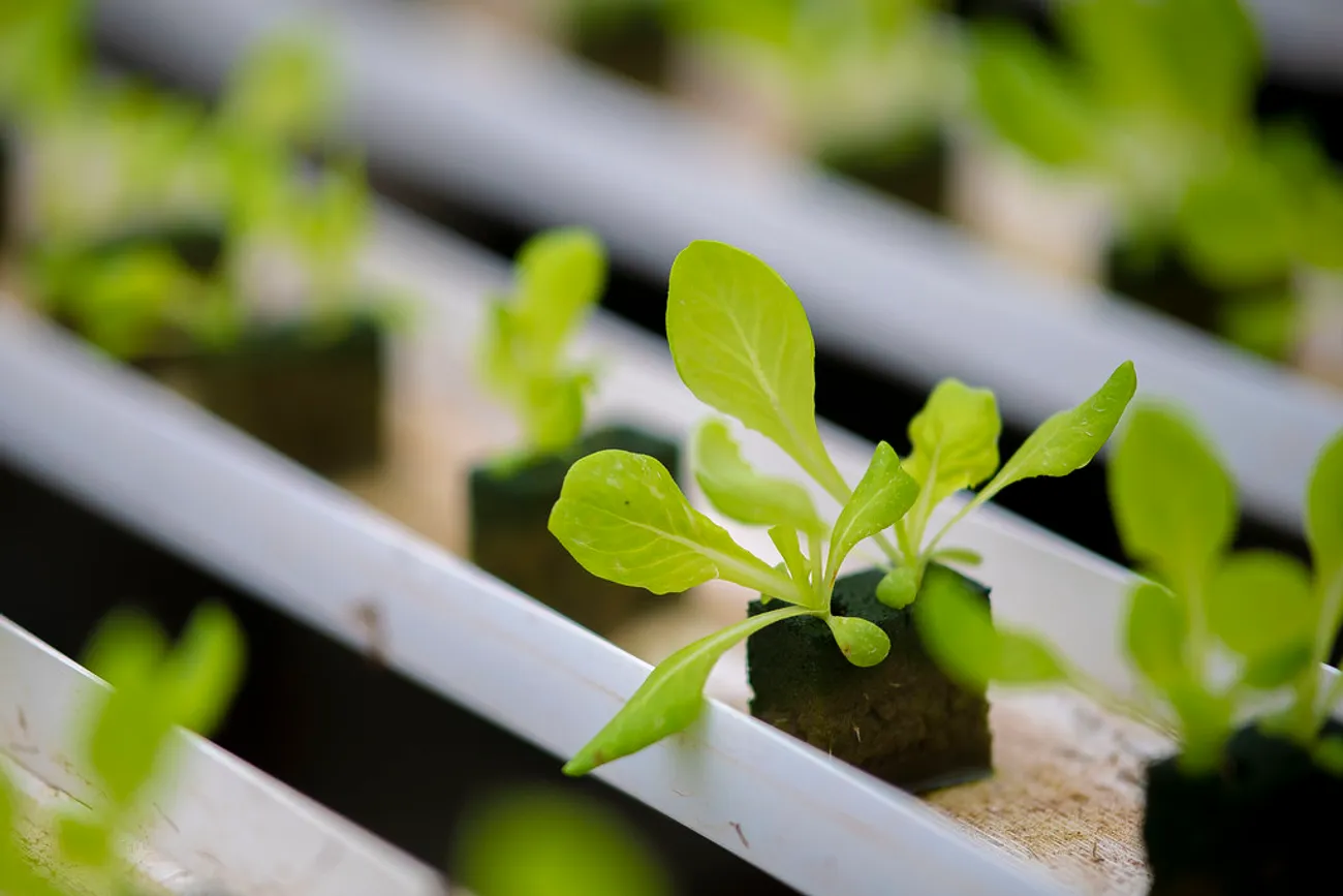 Young lettuce seedling in a hydroponic channel