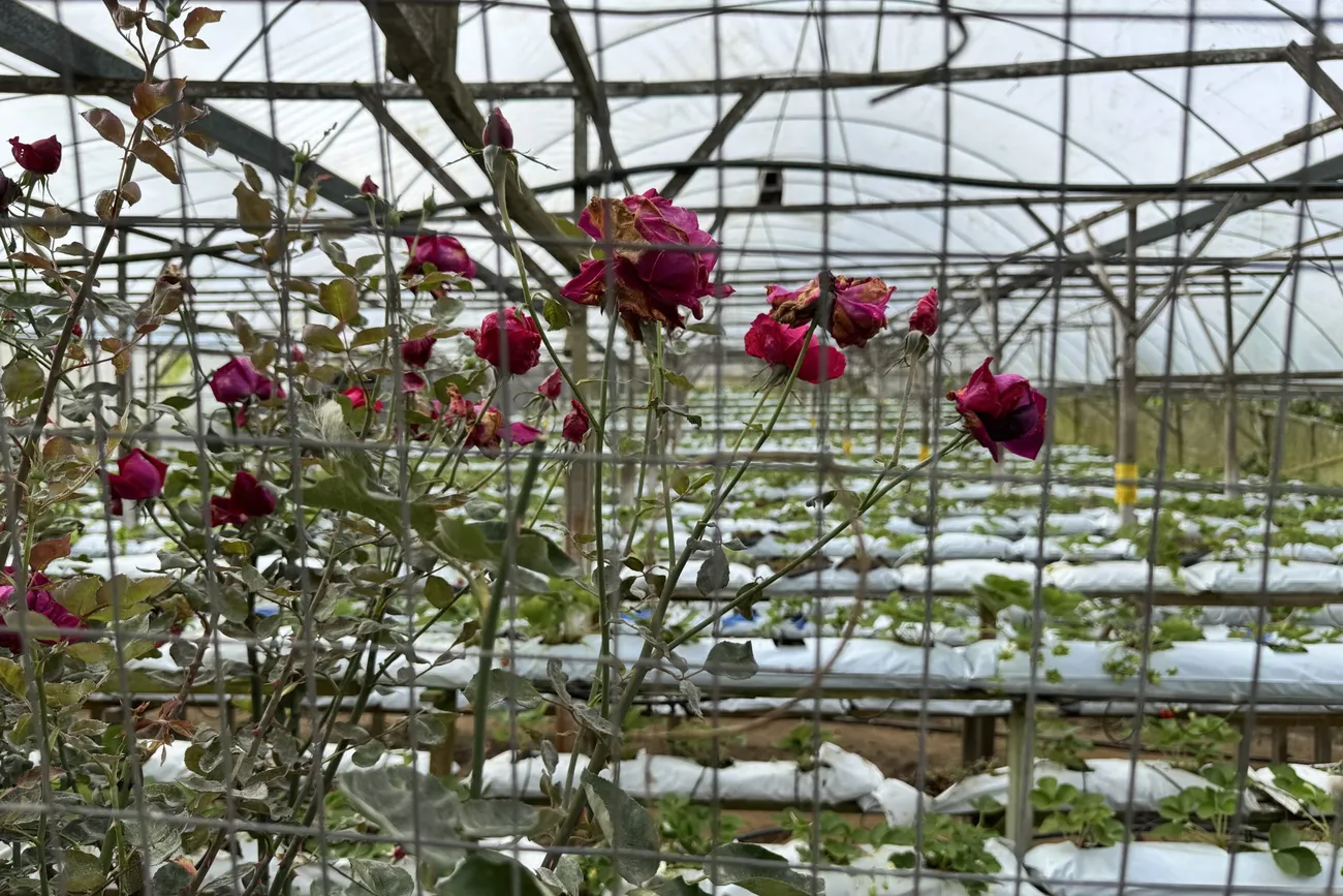 Hydroponic growing rows under a greenhouse frame