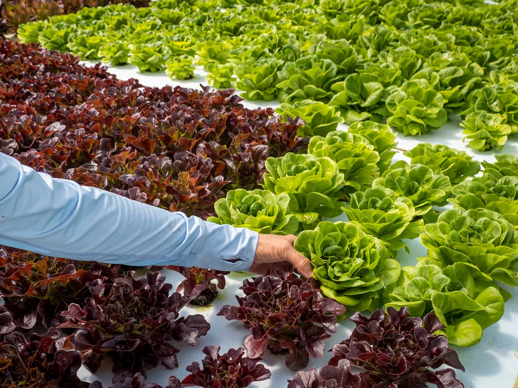 Green and red leaf lettuce in hydroponic beds